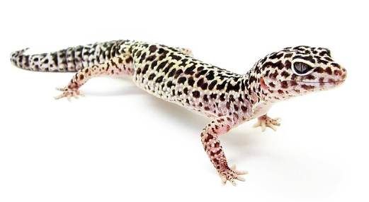 Lepord Gecko