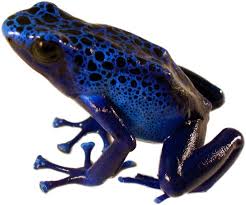 blue poison dart frog
